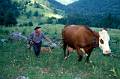 tomme de savoie 05